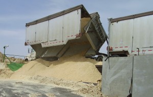 Side-Tipping Trailer at Receiving Hopper